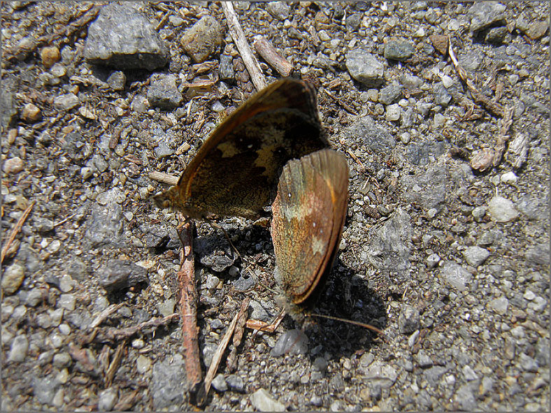 PAR_VLI_0086_vlinders_lepidoptera sp