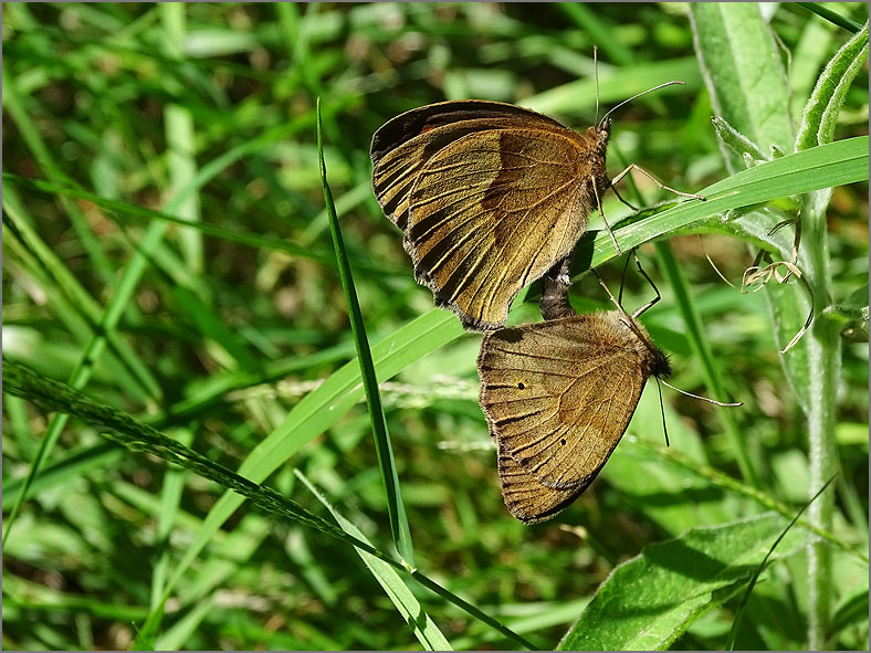 PAR_VLI_0091_vlinders_  lepidoptera sp