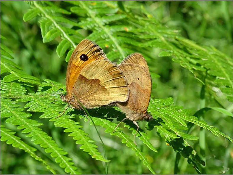 PAR_VLI_0092_vlinders_  lepidoptera sp