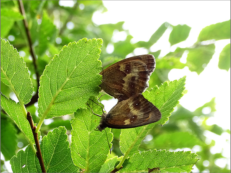 PAR_VLI_0094_vlinders_  lepidoptera sp