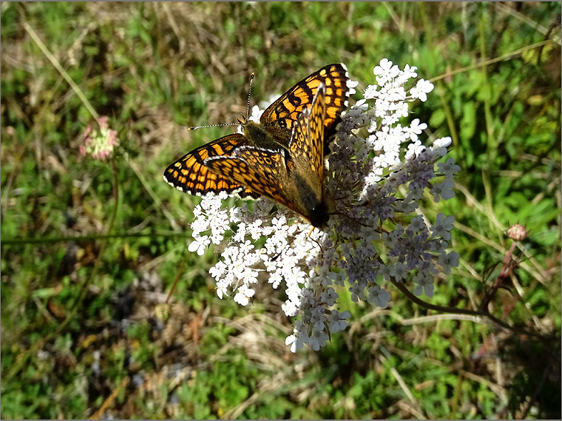 PAR_VLI_0099_vlinders_  lepidoptera sp