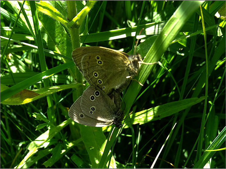 PAR_VLI_0103_vlinders_  lepidoptera sp