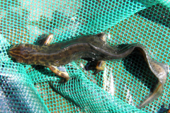 SAL_0005_kleine watersalamander_lissotriton vulgaris
