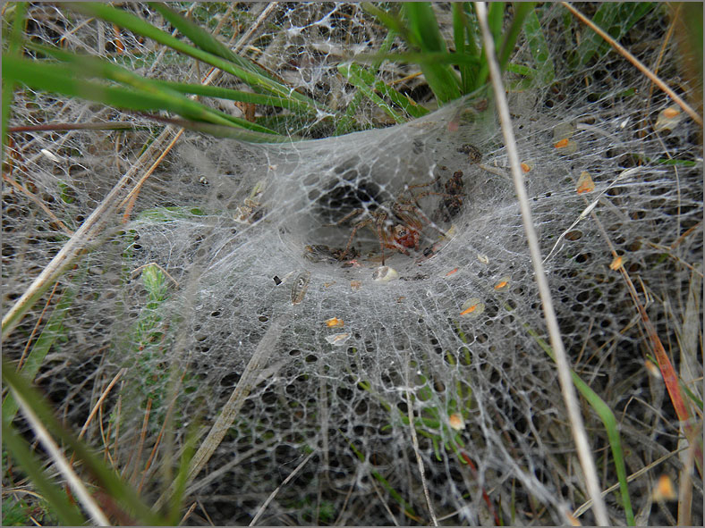 SPIN_0272_gewone doolhofspin_agelena labyrinthica.