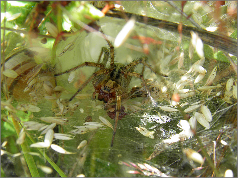 SPIN_0275_doolhofspin_agelena labyrinthica.