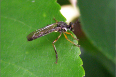 VLM_0284_gewone bladjager_dioctria hyalipennis