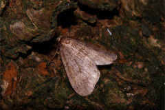 SPAN_0176_kleine wintervlinder_operophtera brumata