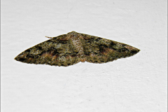 SPAN_0472_korstmosspanner_cleorodes lichenaria