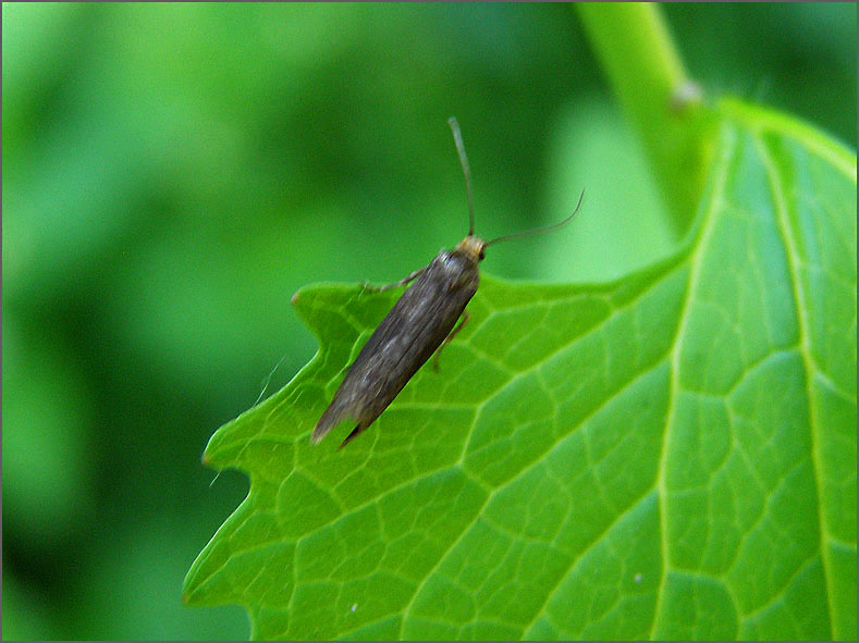 MICR_0080_microlepidoptera sp