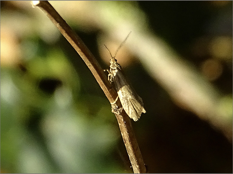 MICR_0181_microlepidoptera sp