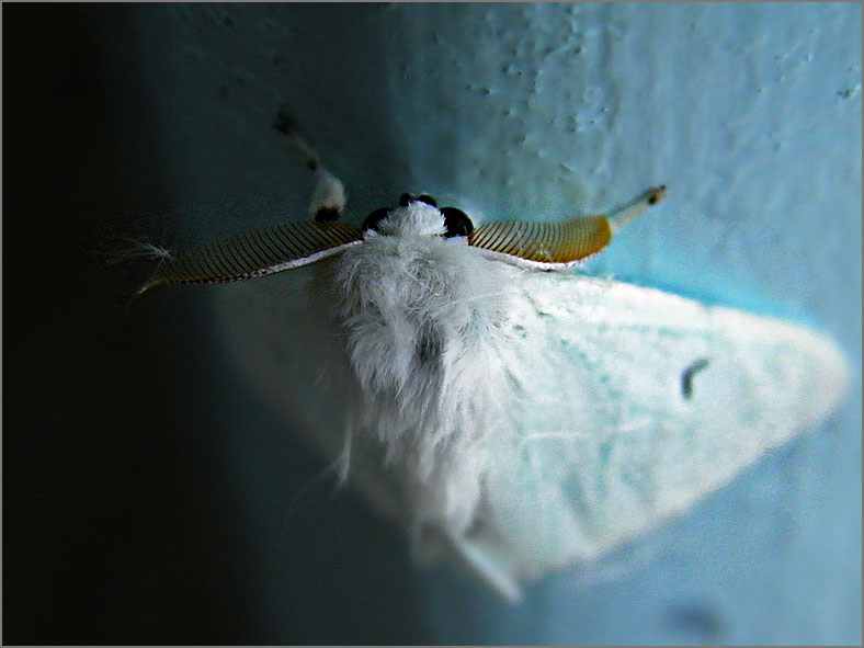 DONS_0022_zwarte-l-vlinder_arctornis l-nigrum