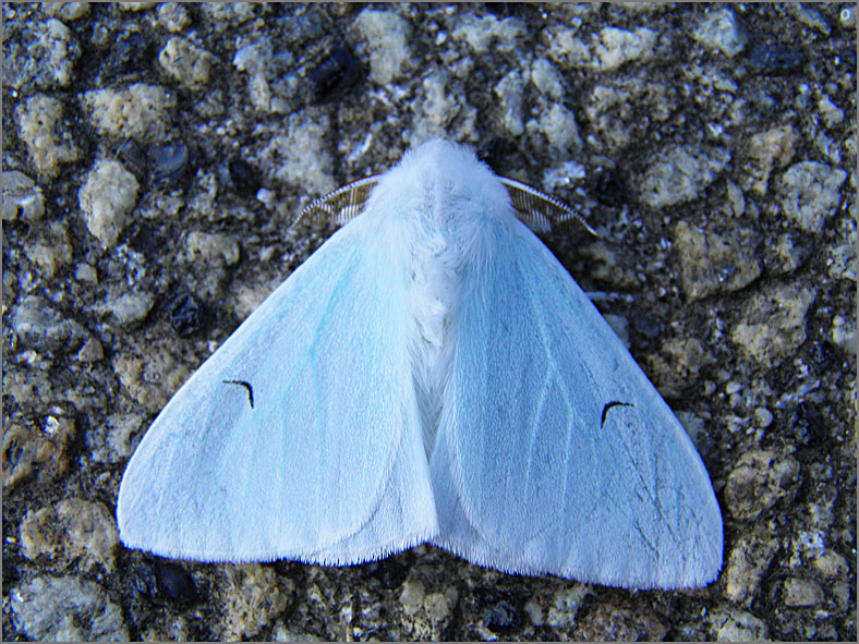 DONS_0023_zwarte-l-vlinder_arctornis l-nigrum