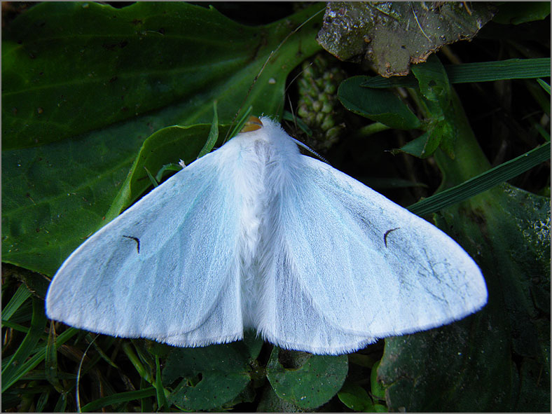 DONS_0024_zwarte-l-vlinder_arctornis l-nigrum