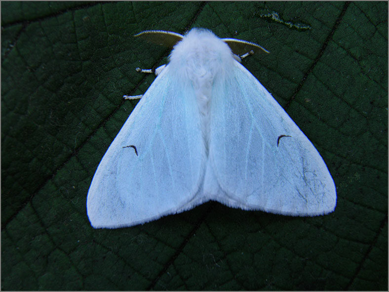 DONS_0025_zwarte-l-vlinder_arctornis l-nigrum