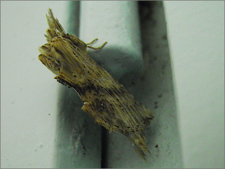 TAND_0018_snuitvlinder_ptetostoma palpina