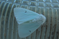 DONS_0021_zwarte-l-vlinder_arctornis l-nigrum