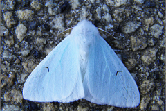 DONS_0023_zwarte-l-vlinder_arctornis l-nigrum