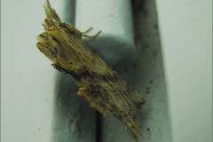 TAND_0018_snuitvlinder_ptetostoma palpina