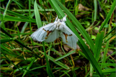 TAND_0045_tweekleurige tandvlinder_leucodonta bicoloria