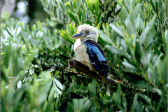 A_VOG_0002_01_Ausralie_blauwvleugelkookaburra of blauwvleugelijsvogel_dacelo leachii