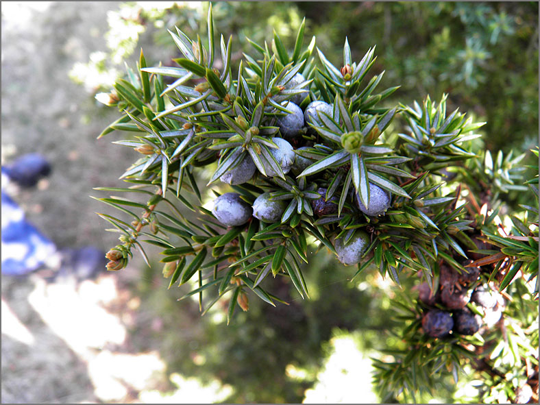 VRCH_0110_jeneverbes_juniperus communis