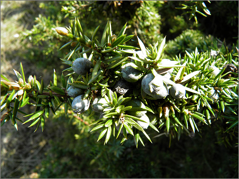 VRCH_0111_jeneverbes_juniperus communis