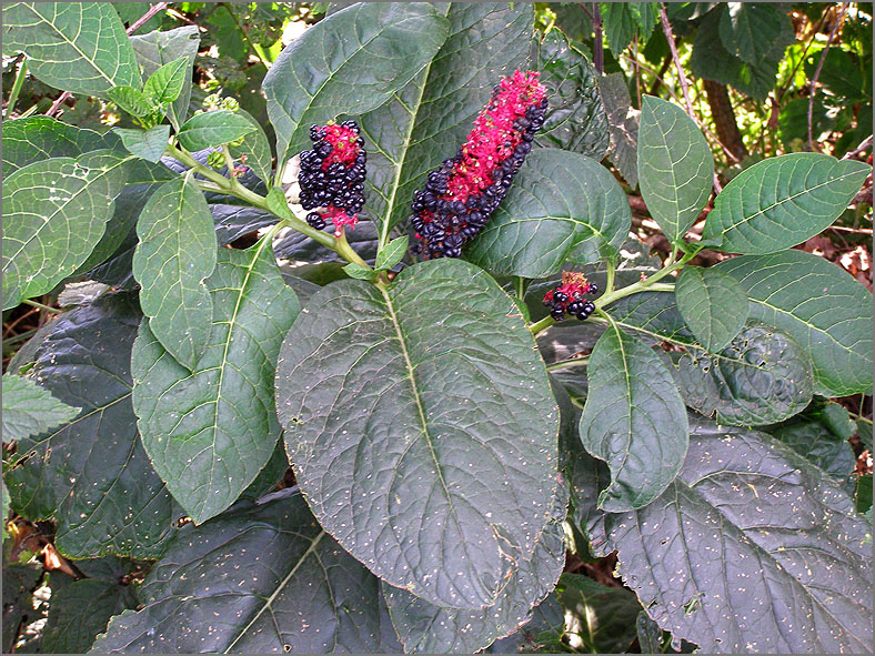 VRCH_0120_oosterse_karmozijnbes_phytolacca esculenta