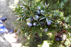 VRCH_0110_jeneverbes_juniperus communis