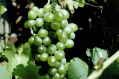 VRCH_0118_ druiven_vitis vinifera