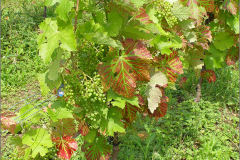 VRCH_0119_druiven_vitis vinifera