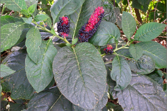 VRCH_0120_oosterse_karmozijnbes_phytolacca esculenta
