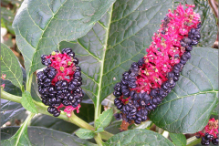 VRCH_0121_oosterse_karmozijnbes_phytolacca esculenta