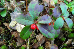 VRCH_0141_bergthee_gaultheria procumbens