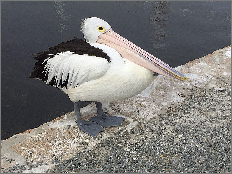 A_AUS_VOG_0003_australische pelikaan_pelecanus conspicillatus