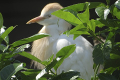 BL_VOG_0001_koereiger_bubulcus ibis