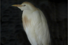 BL_VOG_0002_koereiger_bubulcus ibis