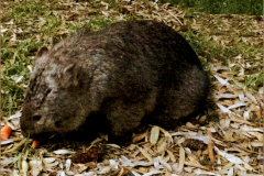 AD_ZGD_0002_Australië_wombat_vombatus ursinus